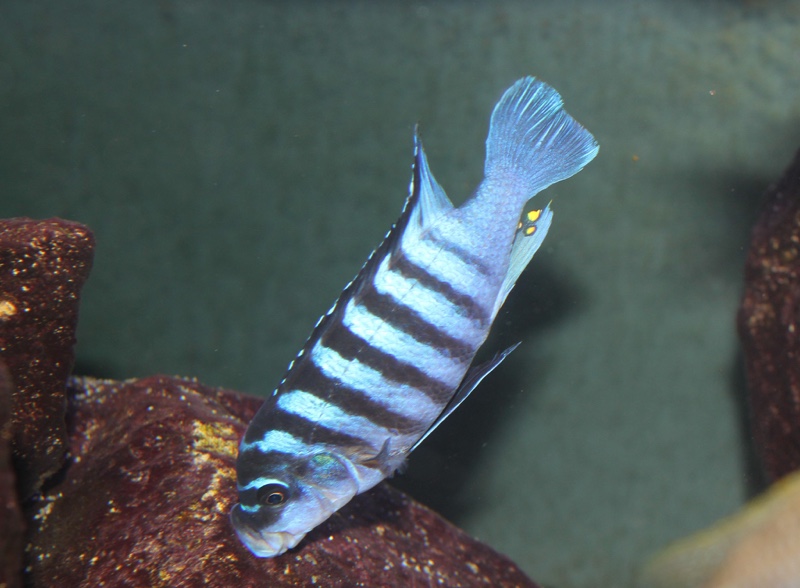 Maylandia fainzilberi 'Mphanga Rocks'